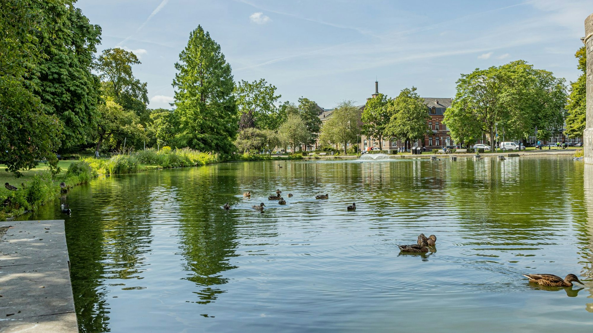Zu sehen ist ein See mit Enten im Stadtpark von Maastricht.
