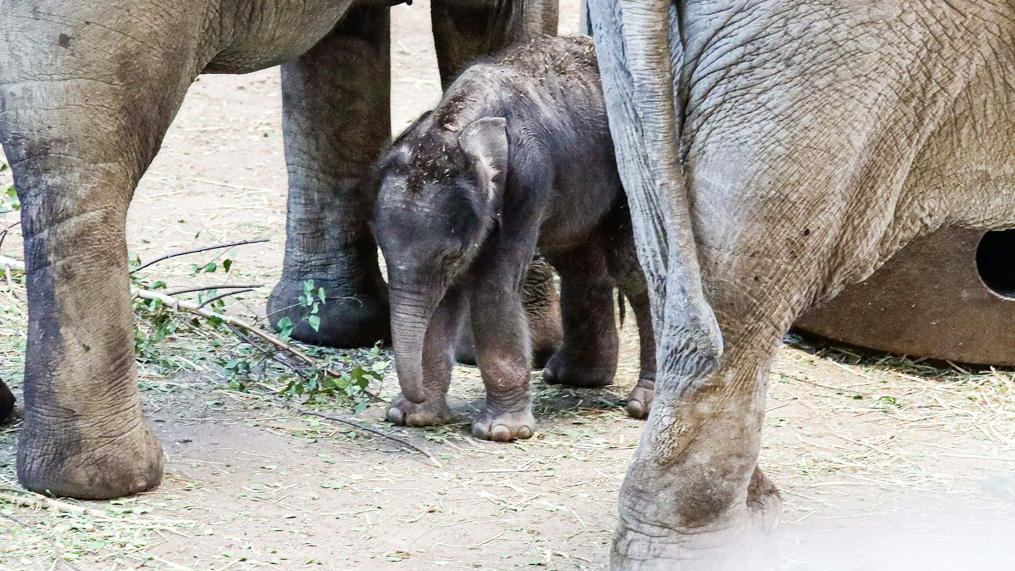 14.06.2023, Köln: Nachwuchs bei den Elefanten im Kölner Zoo. Baby Elefant geboren am 13.06.2023.Foto:Dirk Borm