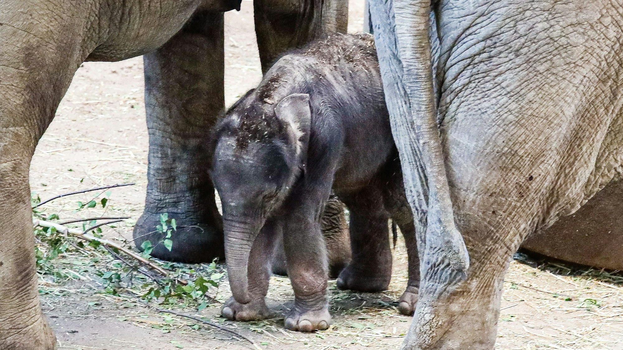Nachwuchs bei den Elefanten im Kölner Zoo – ein kleiner Elefant mit seinen Eltern.