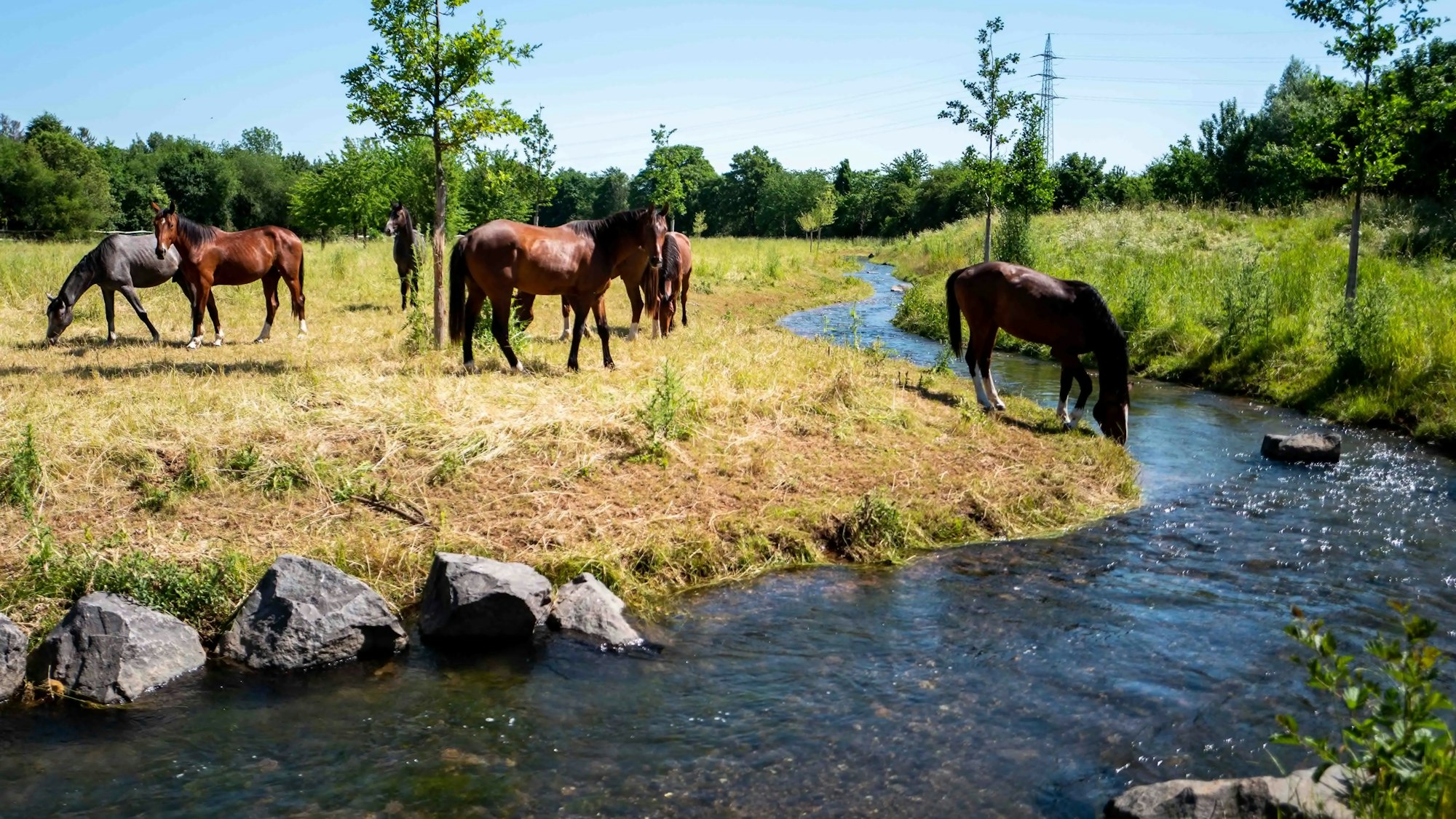 Das Bild zeigt den Veybach und eine Pferdeherde. Ein Pferd trinkt Wasser aus dem Veybach.