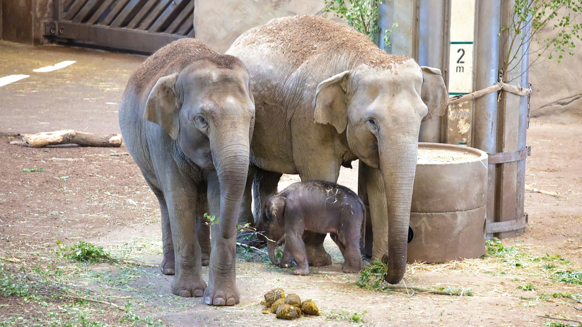 Der Babyelefant mit zwei erwachsenen Tieren