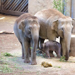 Der Babyelefant mit zwei erwachsenen Tieren
