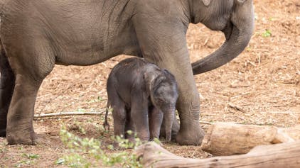 Das kleine Elefanten-Jungtier, das im Juni in Köln zur Welt kam.