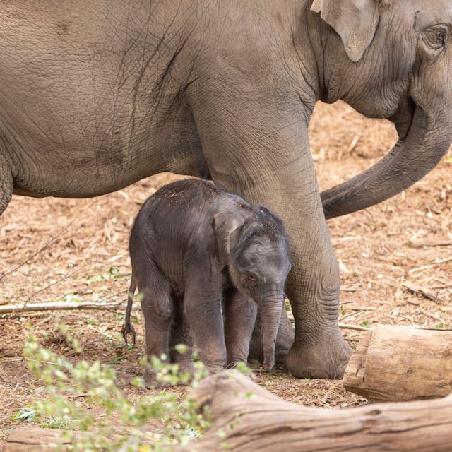 Das kleine Elefanten-Jungtier, das im Juni in Köln zur Welt kam.