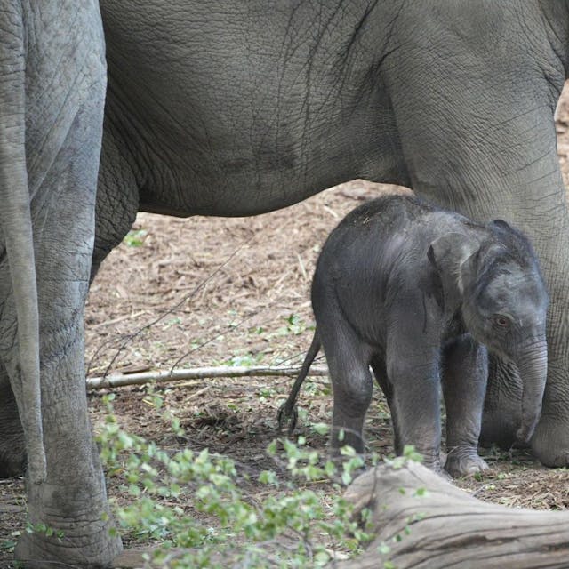 Ein junges Elefantenkalb steht bei einem erwachsenen Tier in dem Gehege des Kölner Zoos.
