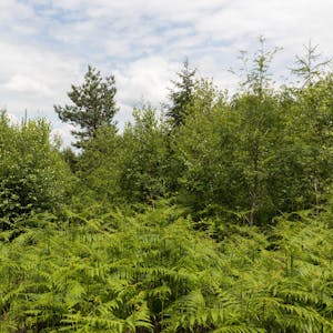 Mischwald – viele verschiedene Bäume wachsen im Nutscheid. (Symbolbild)