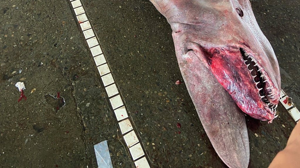 Vor der Küste Taiwans wurde ein riesiger, 1.760 Pfund schwerer Koboldhai gefangen, in dem sich sechs große Junge befanden. Am 13. Juni postet das Taiwan Ocean Artistic Museum ein Foto von dem Hai auf ihrem Facebook-Account.