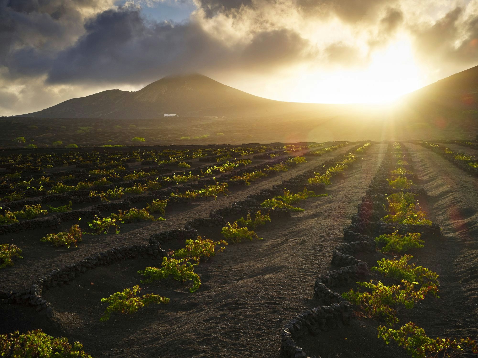 Weinreben ragen aus schwarzer Erde vor einer Vulkan-Landschaft.