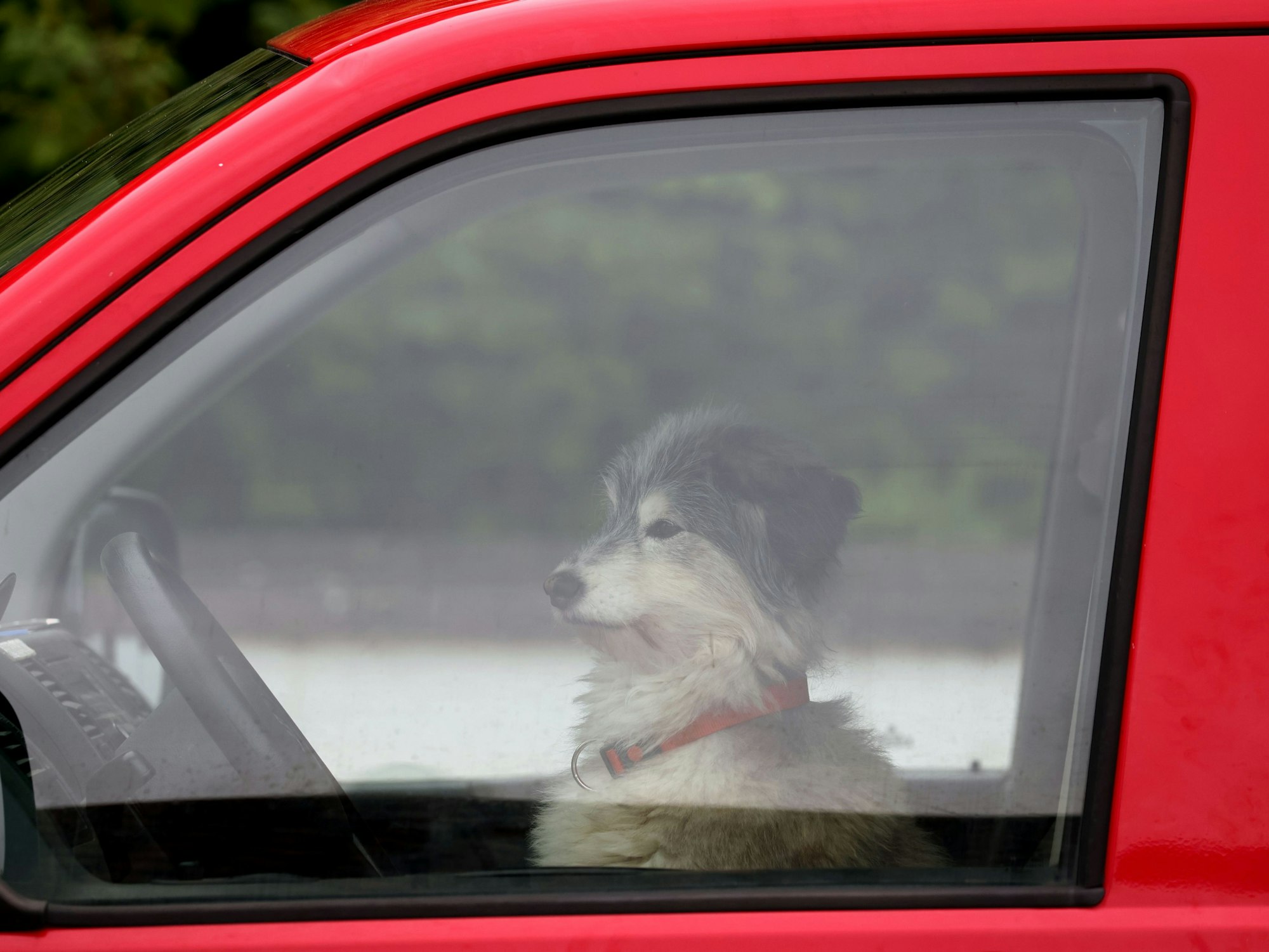 Ein Hund wartet am Steuer eines VW-Busses auf sein Herrchen.