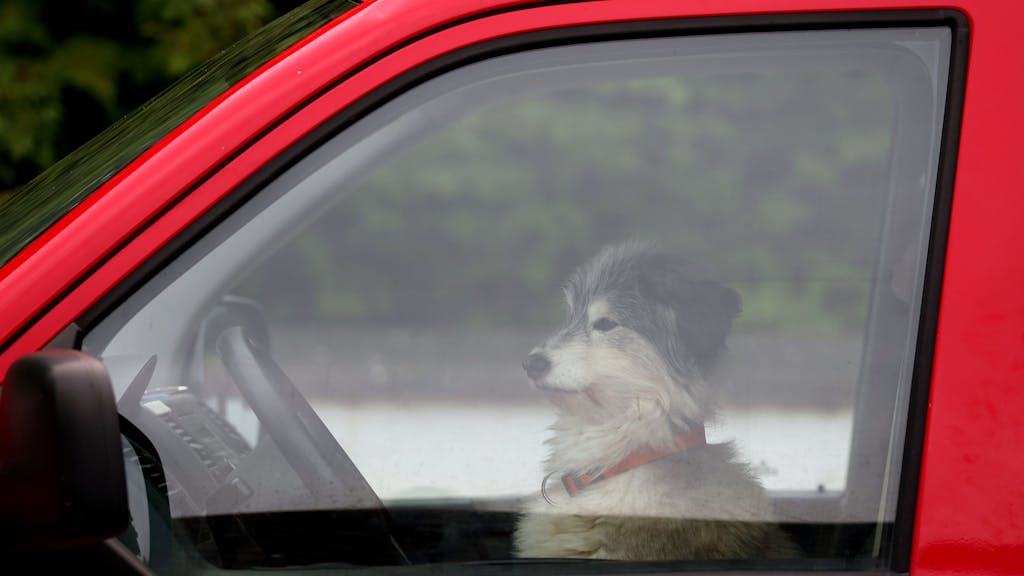 Ein Hund wartet am Steuer eines VW-Busses auf sein Herrchen.&nbsp;