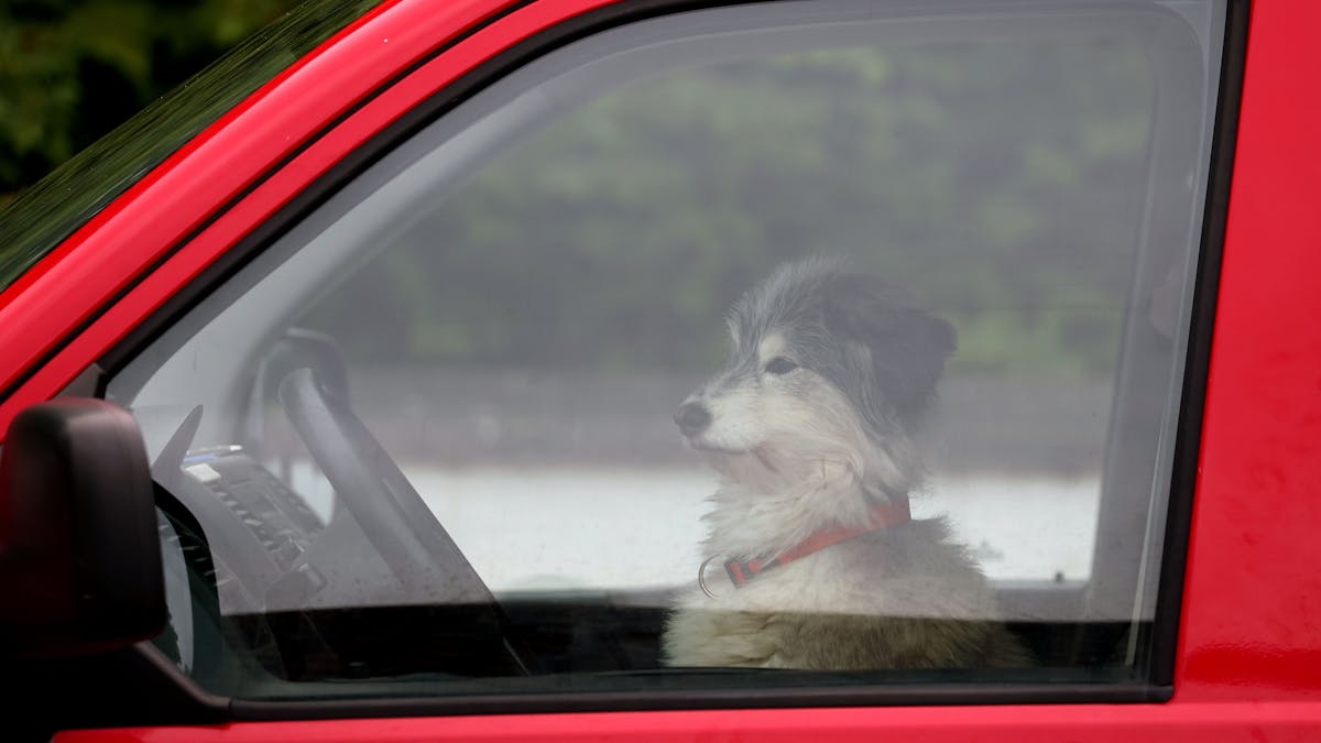 Ein Hund wartet am Steuer eines VW-Busses auf sein Herrchen.&nbsp;