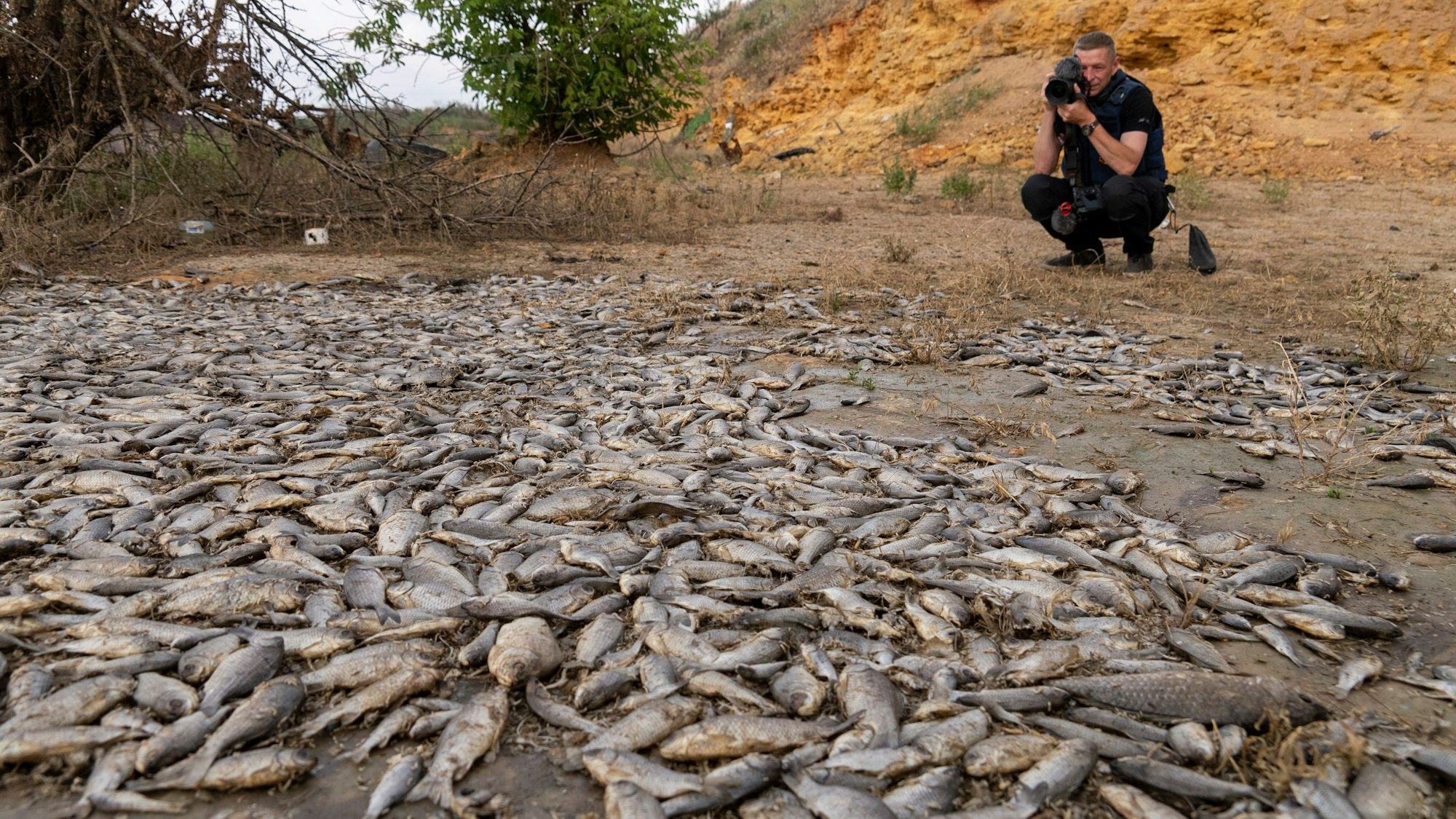 18. Juni 2023, Ukraine, Cherson: Ein Mann fotografiert tote Fische nach der Zerstörung des Kachowka-Staudamms im Kriegsgebiet im Süden der Ukraine.