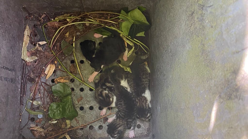 Fünf Katzenbabys liegen auf dem Boden einer Mülltonne.&nbsp;