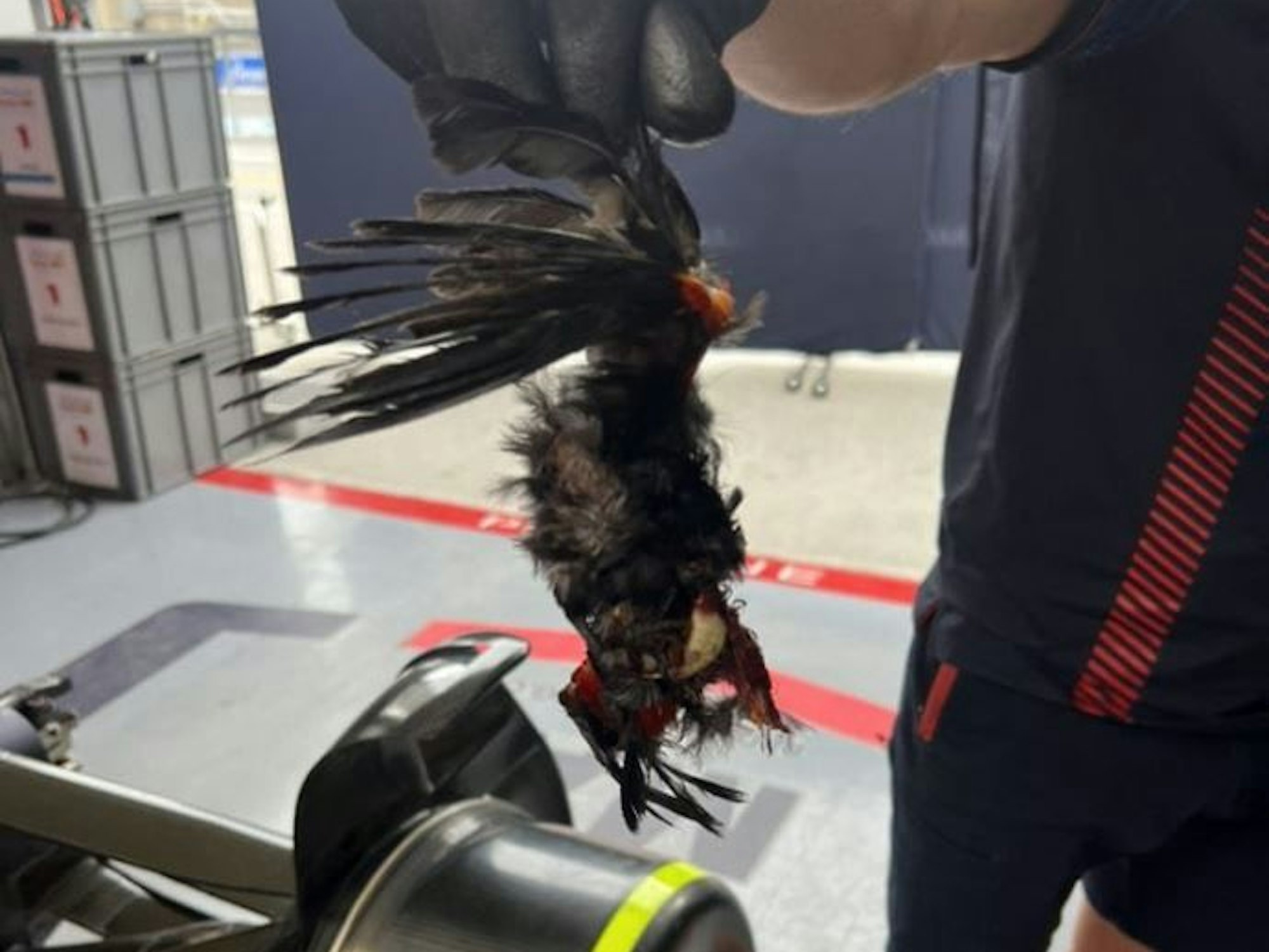 Ein Mechaniker hält einen toten Vogel in der Hand, der in Max Verstappens Auto feststeckte.