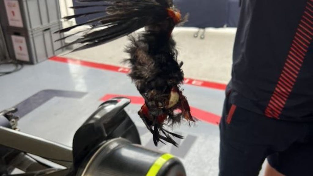 Ein Mechaniker hält einen toten Vogel in der Hand, der in Max Verstappens Auto feststeckte.