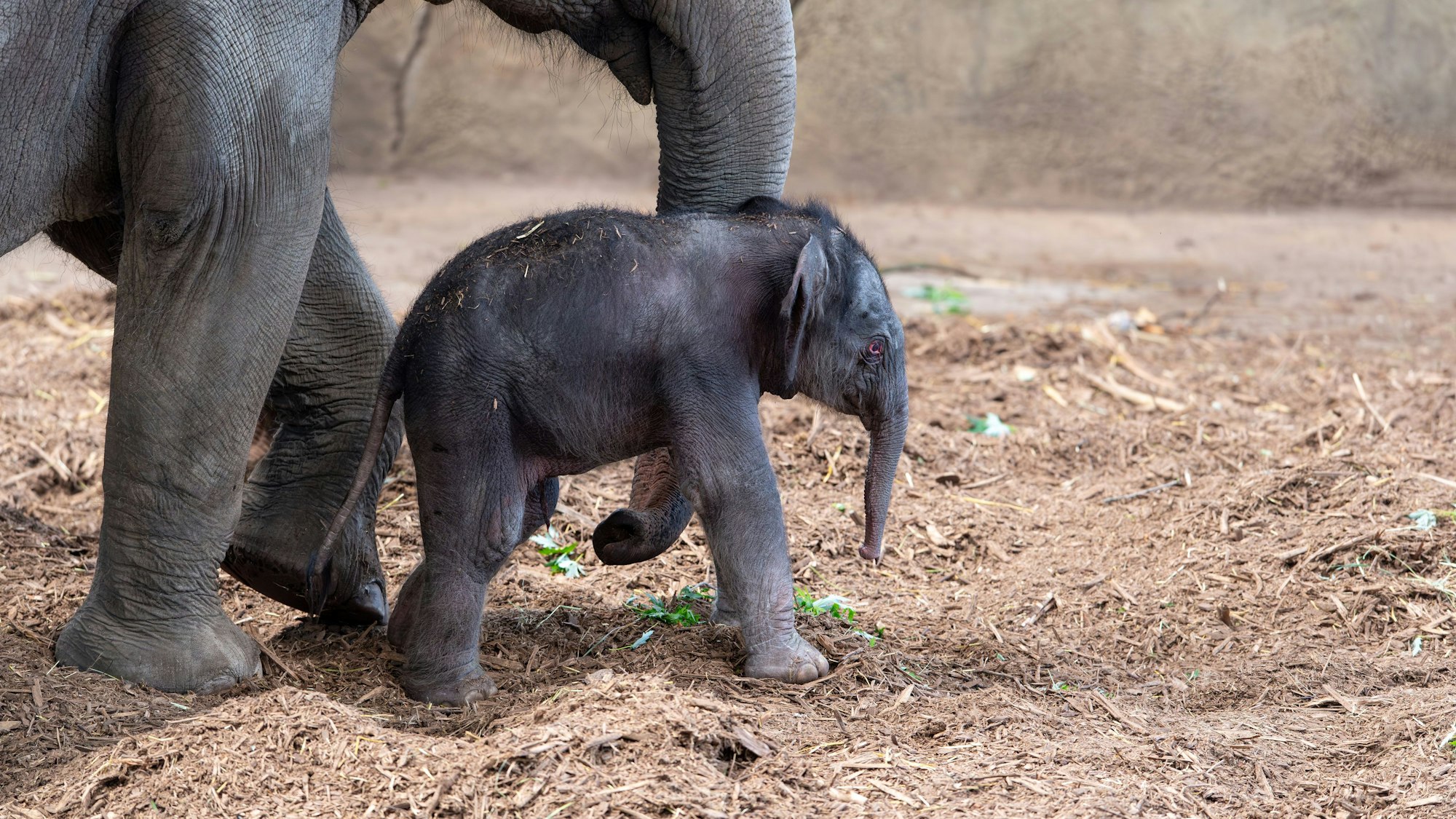 Das kleine Elefanten-Baby ist nicht mehr namenlos.