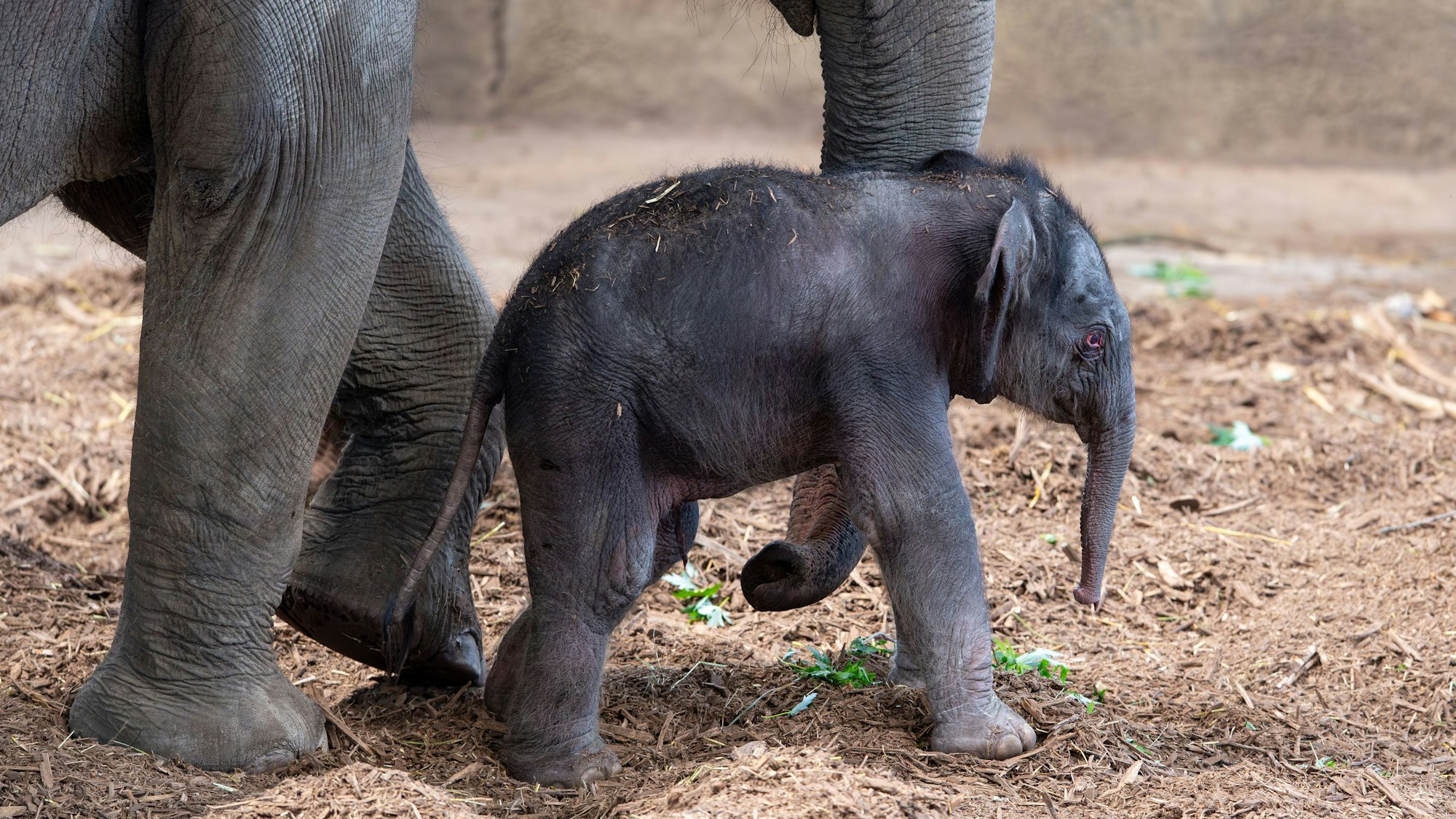 Das Bild zeigt das neue Elefantenbaby im Kölner Zoo.