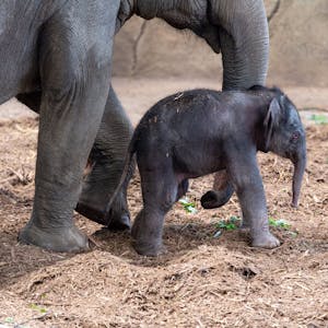 Das Bild zeigt das neue Elefantenbaby im Kölner Zoo.