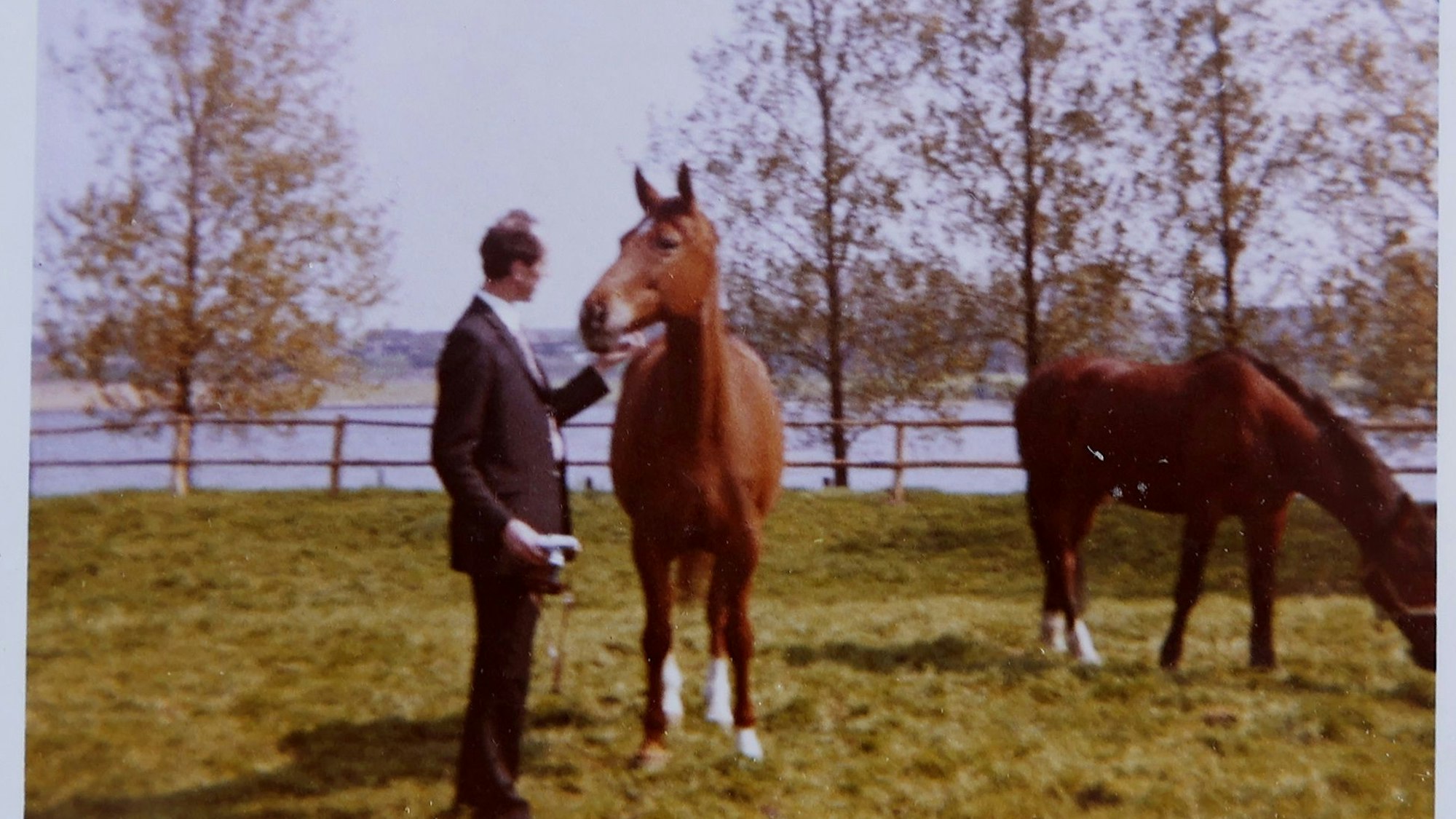 Ein altes Foto zeigt einen Herrn im Anzug mit zwei Pferden auf eine Koppel am Rhein.