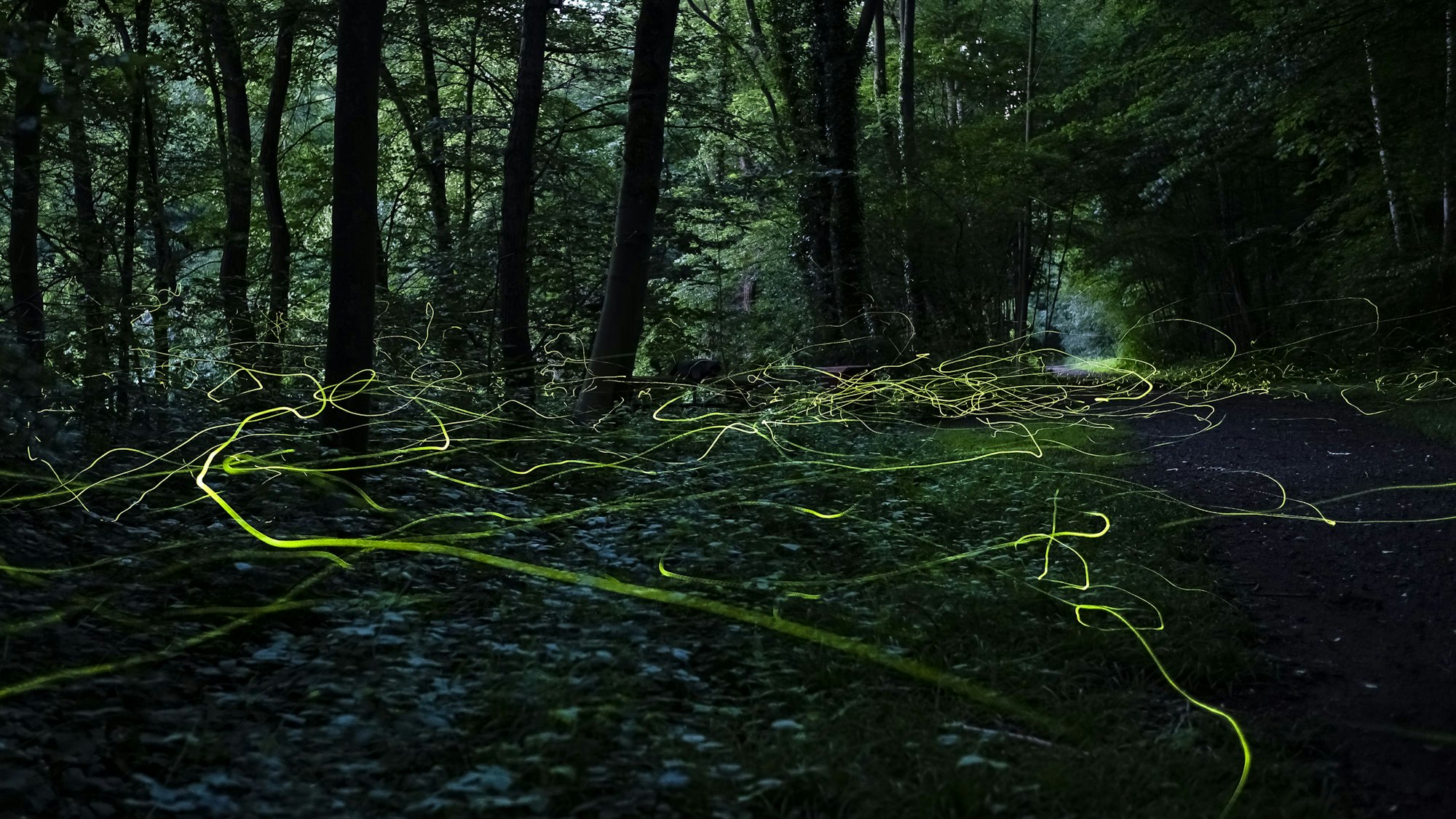 Langzeitaufnahme von Glühwürmchen in einem Wald