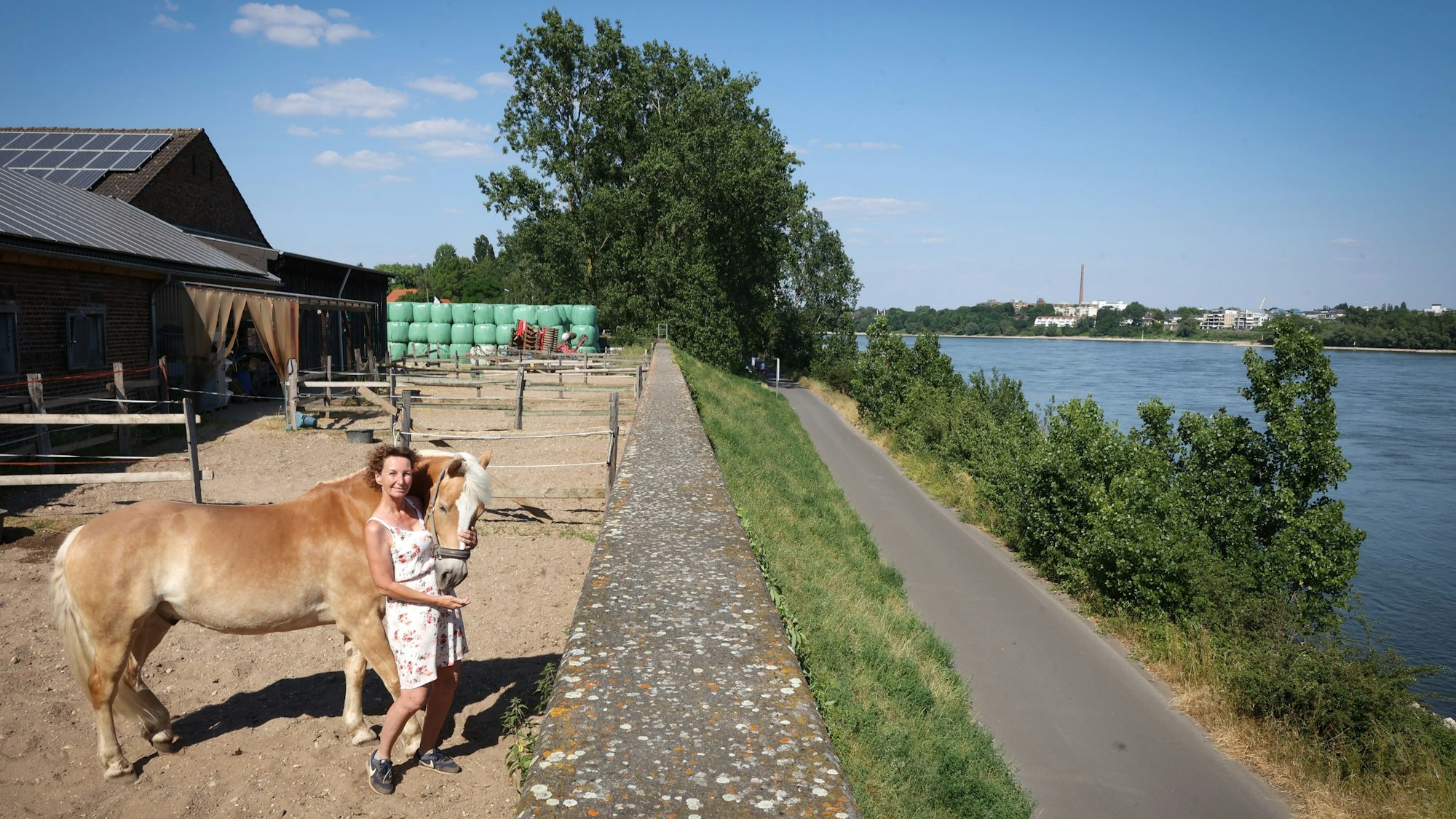Petra Rottscheidt mit Haflinger Aladin auf dem Pflasterhof in Weiß. Nur die Hochwassermauer und der Leinpfad trennen das Grundstück vom Rhein.