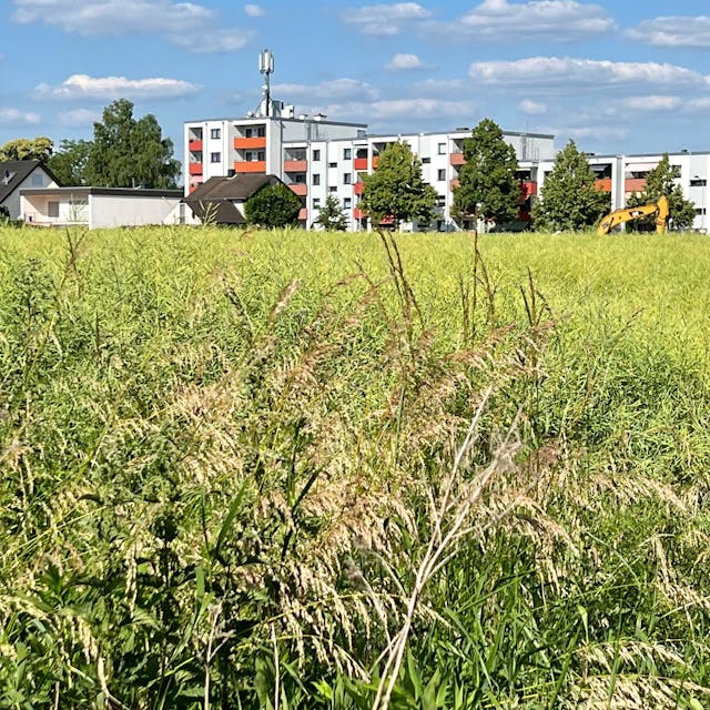 Auf diesem Feld nordwestlich der Sandstraße in Opladen soll ein neues Wohngebiet entstehen.