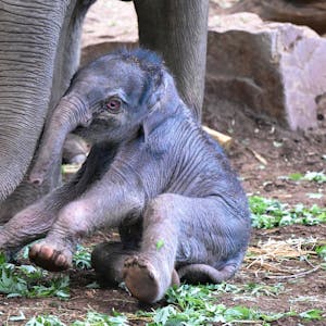 Elefantenbaby Sarinya sitzt zu Füßen seiner Mutter im Kölner Zoo.