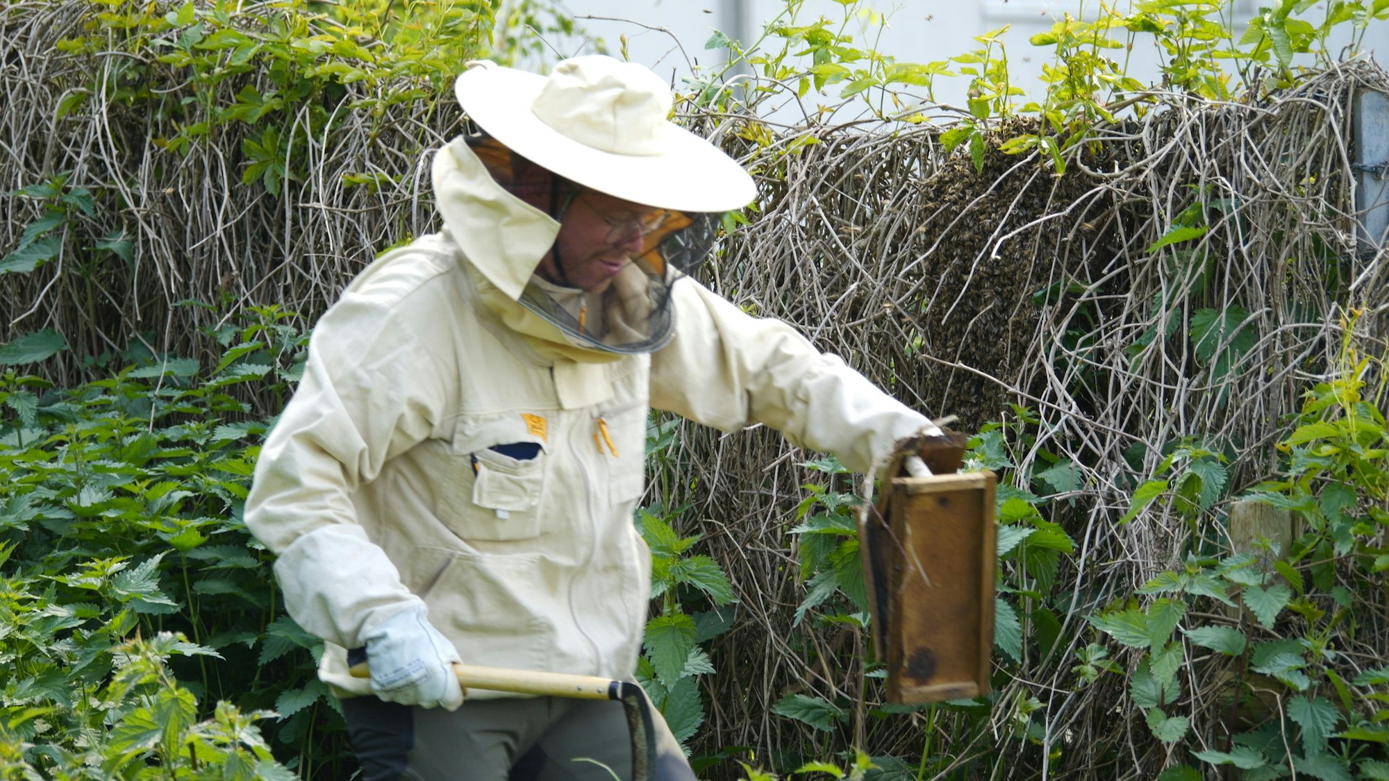 Ein Bienenschwarm in einer Gartenhecke in Kirchheim wird von Imker Alexander Kloster entfernt.