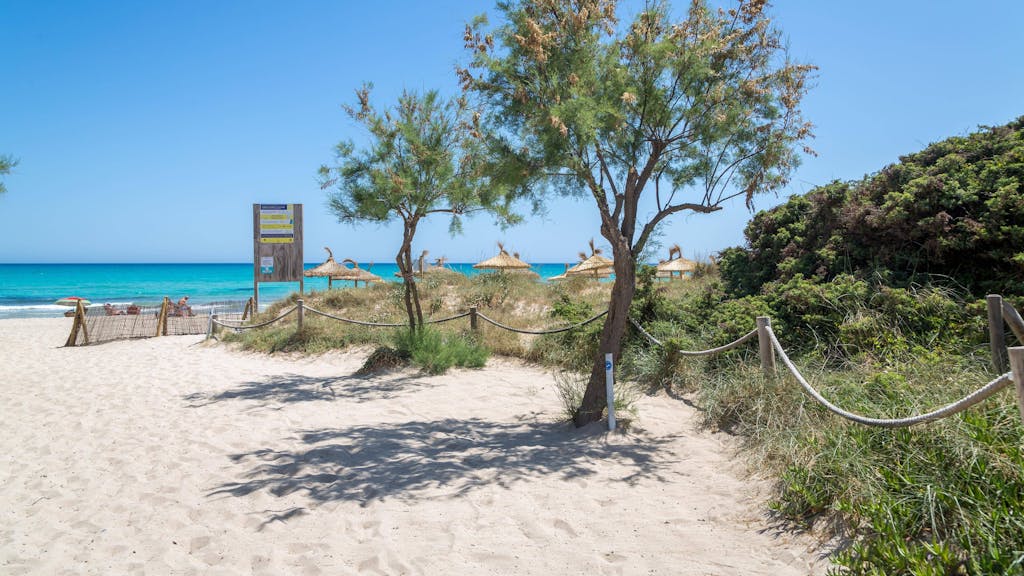 Der Playa de Muro im Norden von Mallorca mit Sand und Gebüsch im Vordergrund sowie dem Mittelmeer im Hintergrund