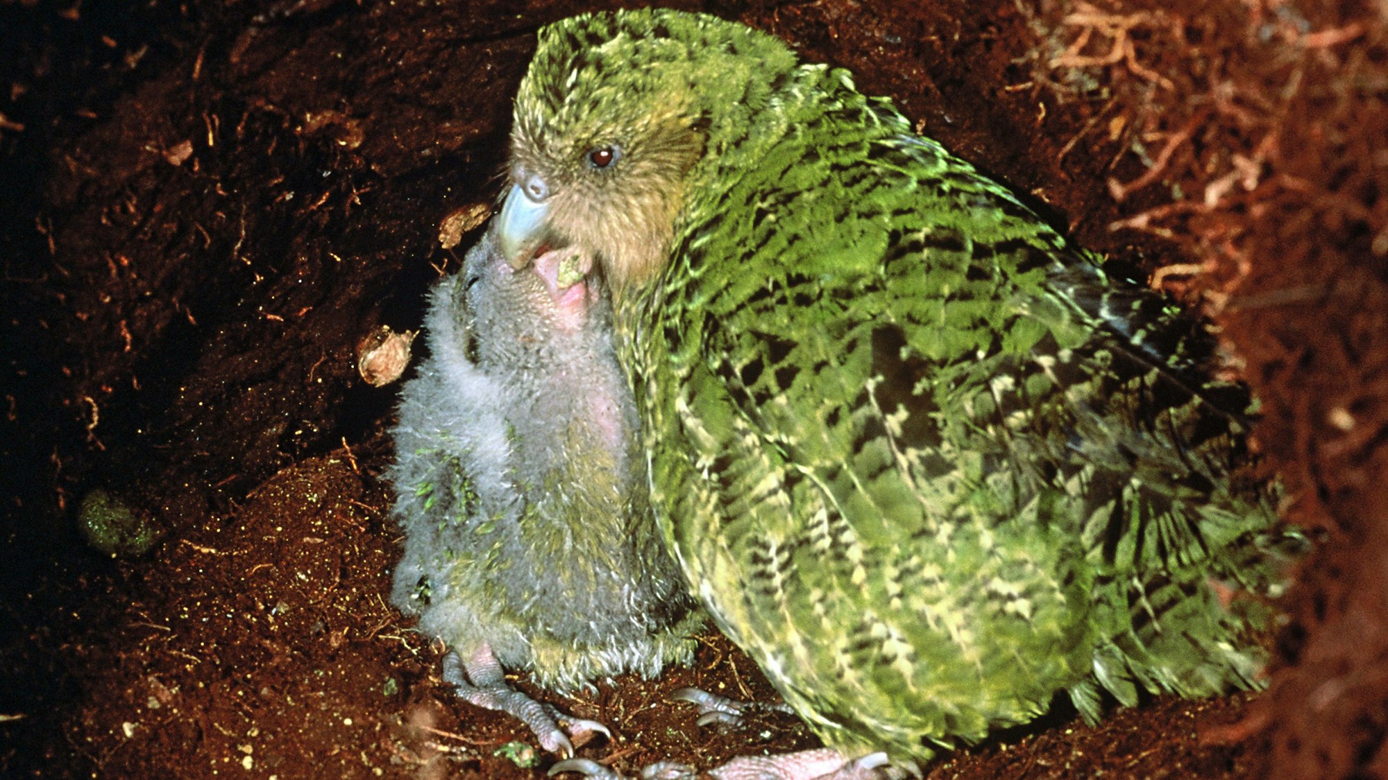 Ein Kakapo-Papagei füttert seinen Nachwuchs.