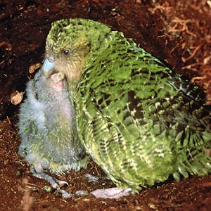 Ein Kakapo-Papagei füttert seinen Nachwuchs.