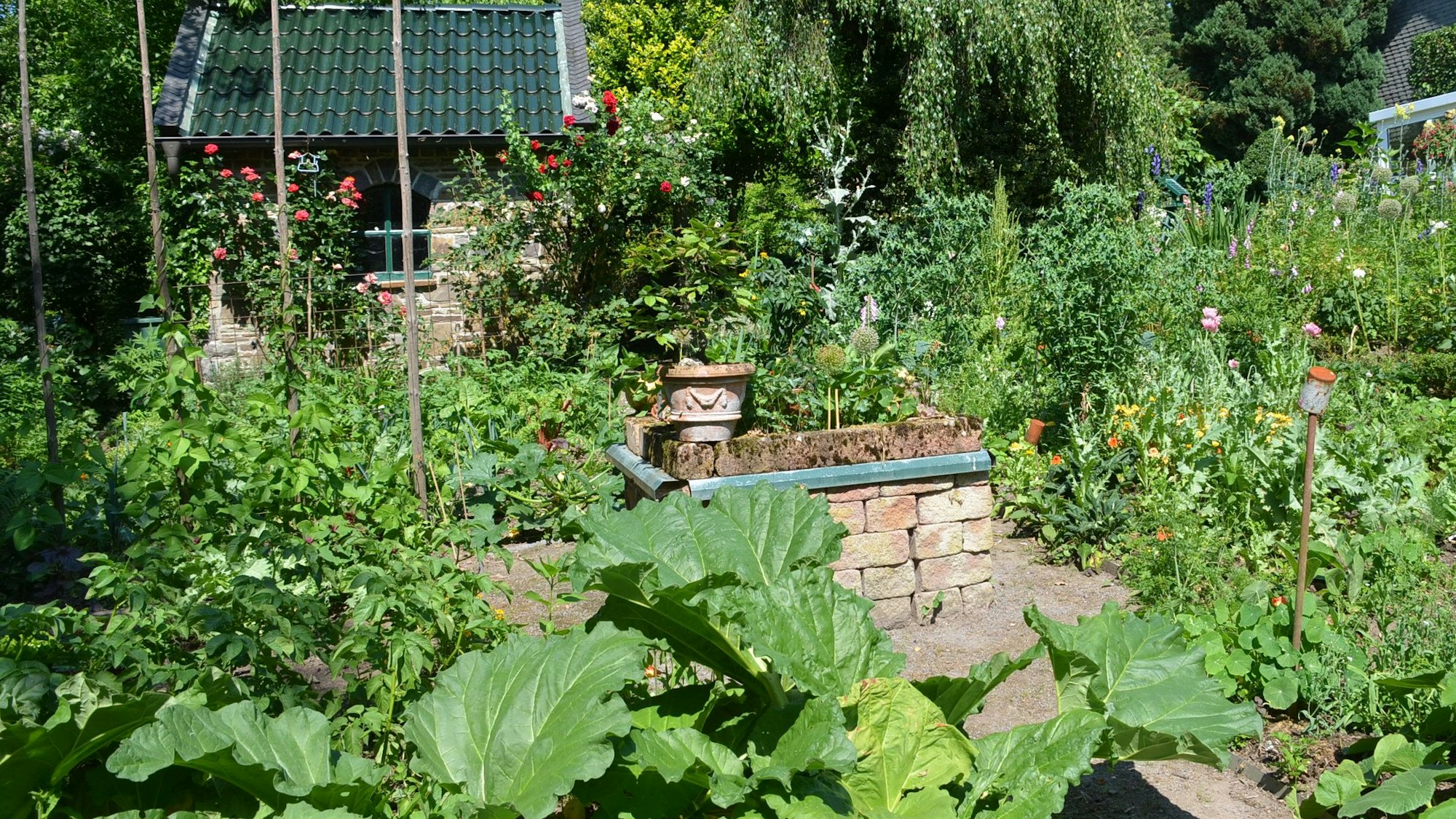 In einem Garten sind neben Pflanzen auch jede Menge Kräuter sowie Gemüse in einem Beet zu sehen.
