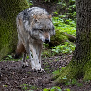 Europäischer Grauwolf in einem Gehege vom Wolfcenter Dörverden. In Niedersachsen ist der Kampf um die Wölfe voll entbrannt.