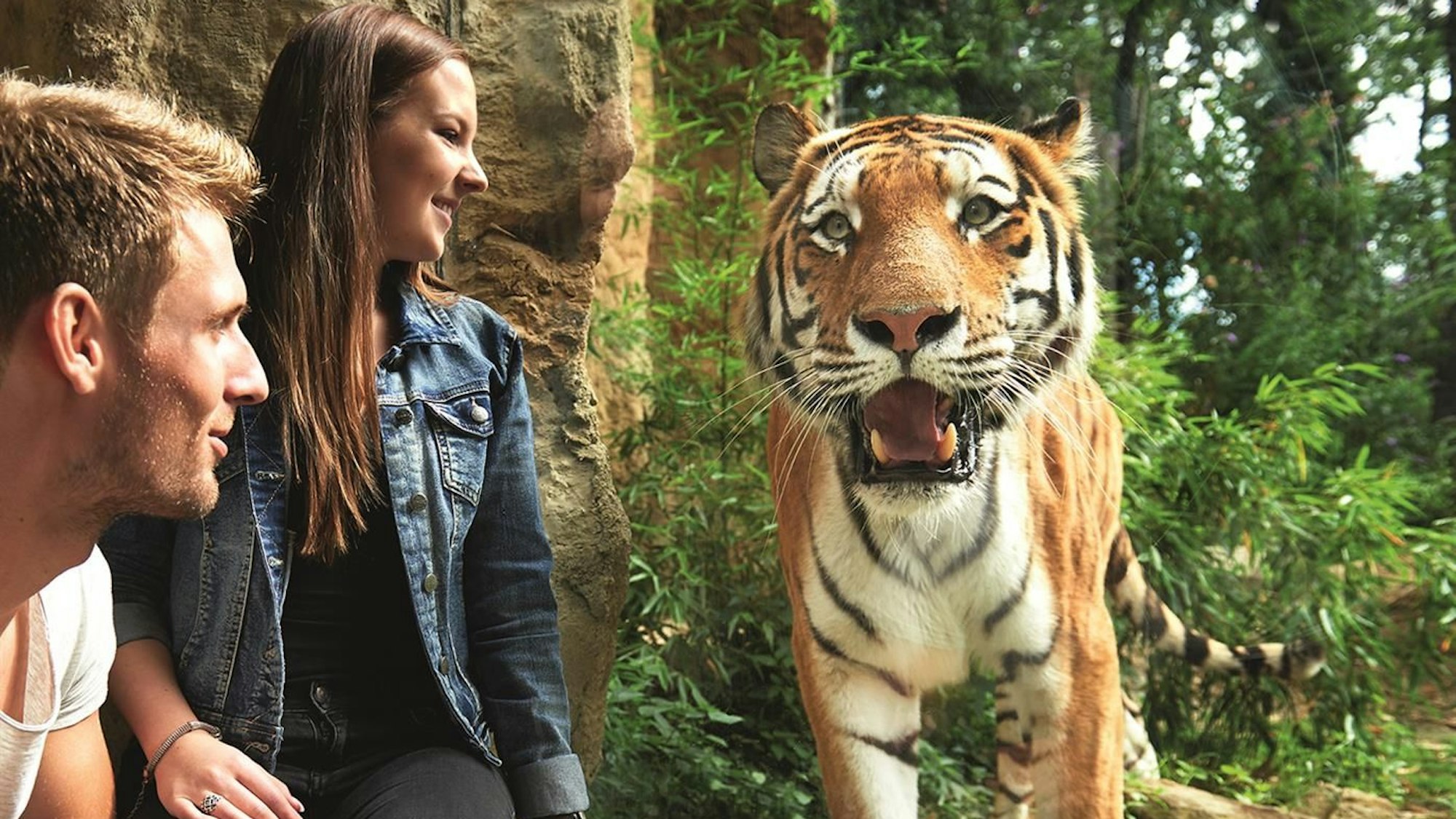 Ein Tiger steht direkt am Glas seines Geheges der ZOOM Erlebniswelt Gelsenkirchen. Zwei Menschen sitzen ihm direkt gegenüber.