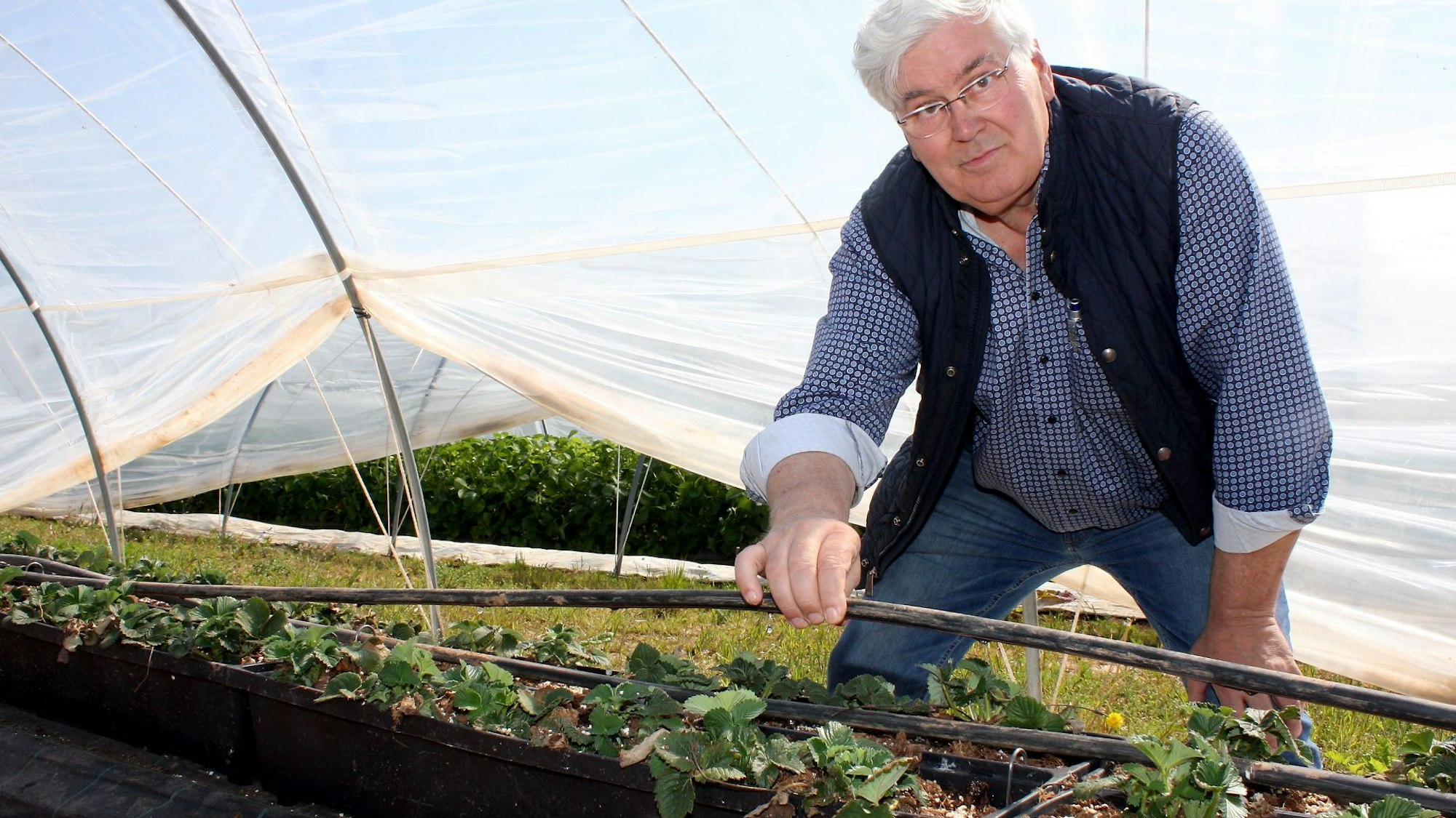 Ein Mann zeigt den Bewässerungsschlauch seiner Erdbeerpflanzen, die in einem Foliengewächshaus wachsen.