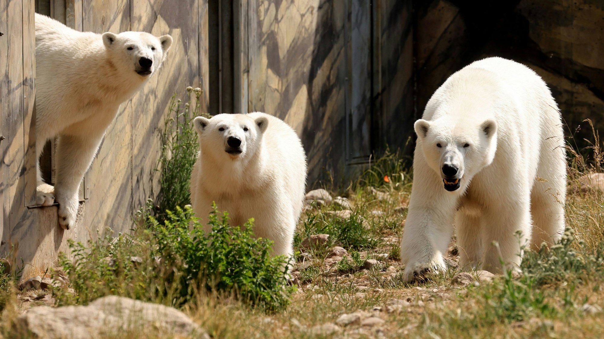 Die Zwillinge Kaja und Skadi sind mit Eisbärenmutti Sizzel im Polarium unterwegs.