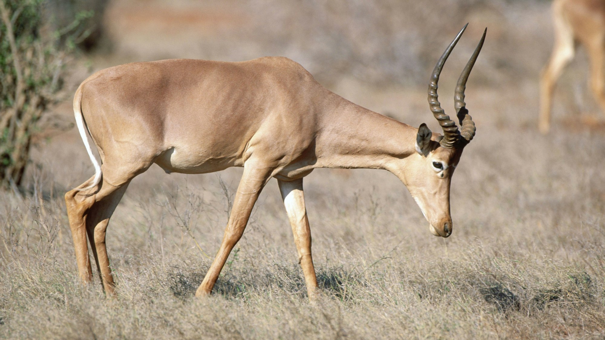 Eine Hunter-Antilope in der Steppe.