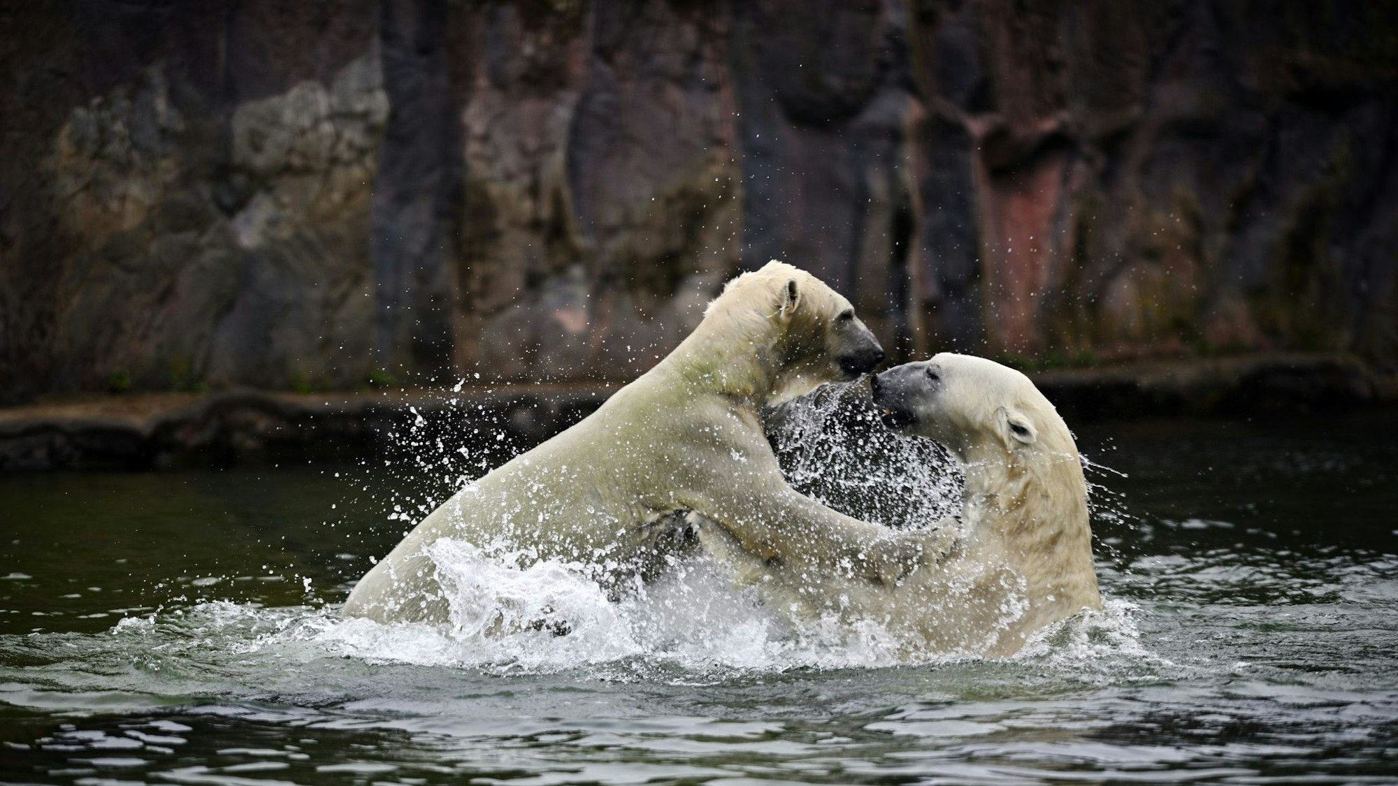 Zwei Eisbären spielen in der ZOOM Erlebniswelt Gelsenkirchen miteinander, Zoo, NRW