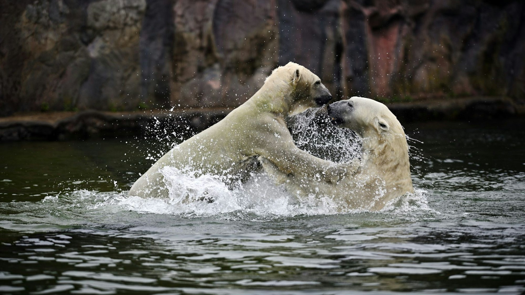Zwei Eisbären spielen in der Zoom Erlebniswelt Gelsenkirchen im Wasser miteinander.