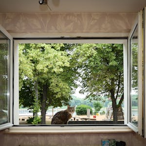 Blick aus dem Fenster auf den Rhein, auf dem Fensterbrett sitzt eine Katze.