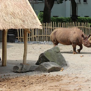 Das Nashorn pinkele in jede Ecke, das sei ein sehr gutes Zeichen fürs Wohlbefinden, sagt der Zoo.
