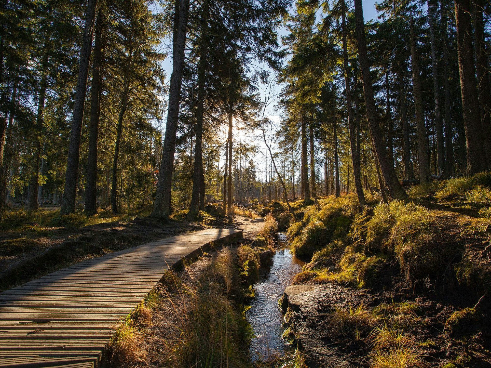 Der Wald im Harz