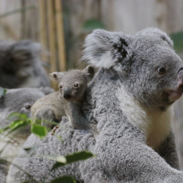 Ein kleiner Koala unternimmt auf dem Rücken seiner Mutter einen Ausflug durch das Gehege im Duisburger Zoo. Ein halbes Jahr nach der Geburt des Jungtieres verlässt es immer häufiger den schützenden Beutel seiner Mutter.