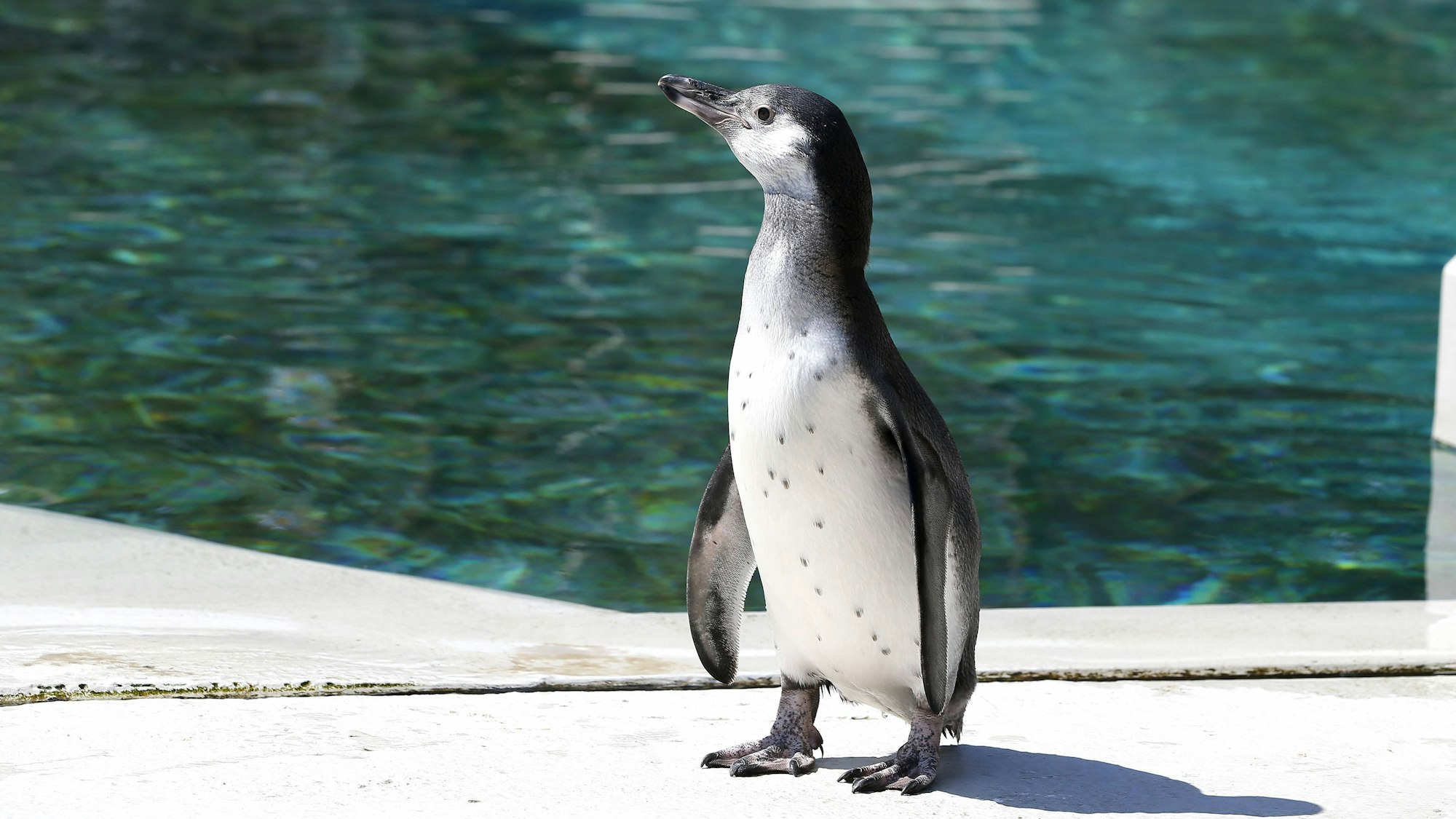 Im Tierpark Bochum steht ein Pinguin neben einem Wasserbecken.