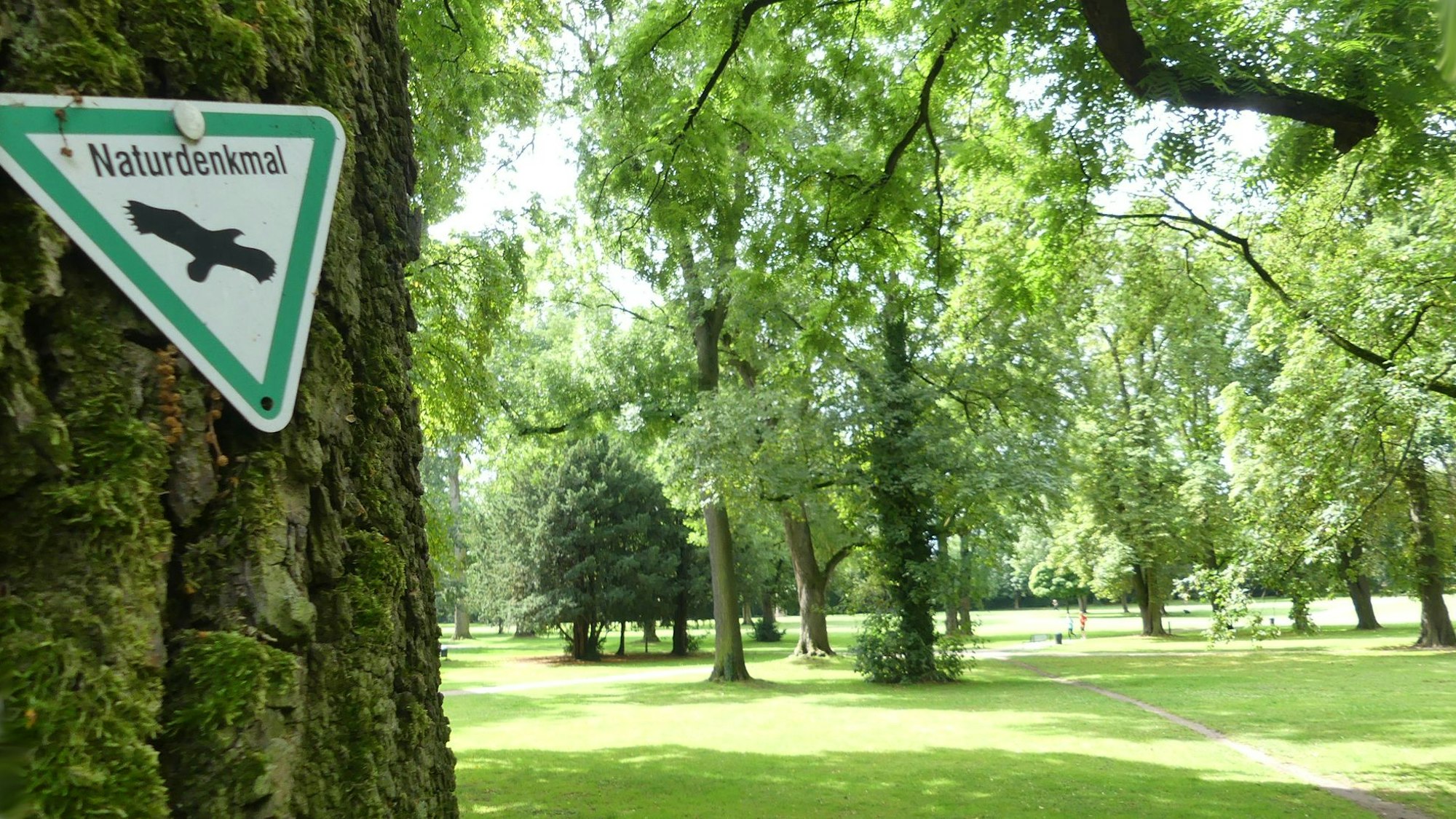 Blick in einen Park, im Vordergrund ist ein Baumstamm zu sehen, an dem ein Schild Naturdenkmal angebracht ist.
