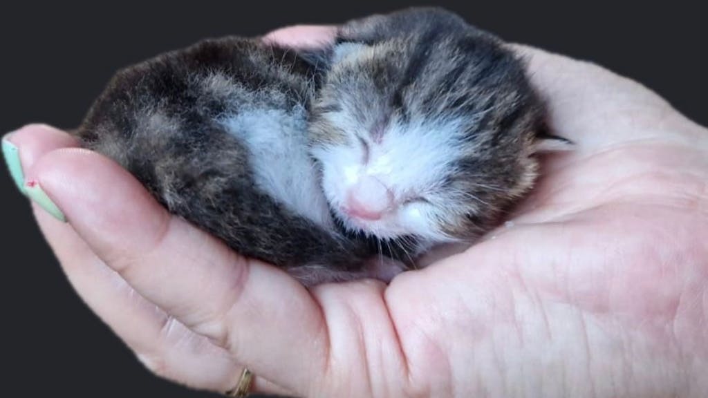 Ein Katzenbaby passt in eine Menschenhand.