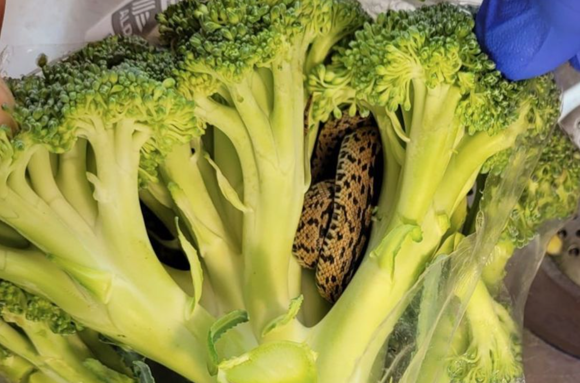 Eine braune Schlange hat sich im Brokkoli versteckt.