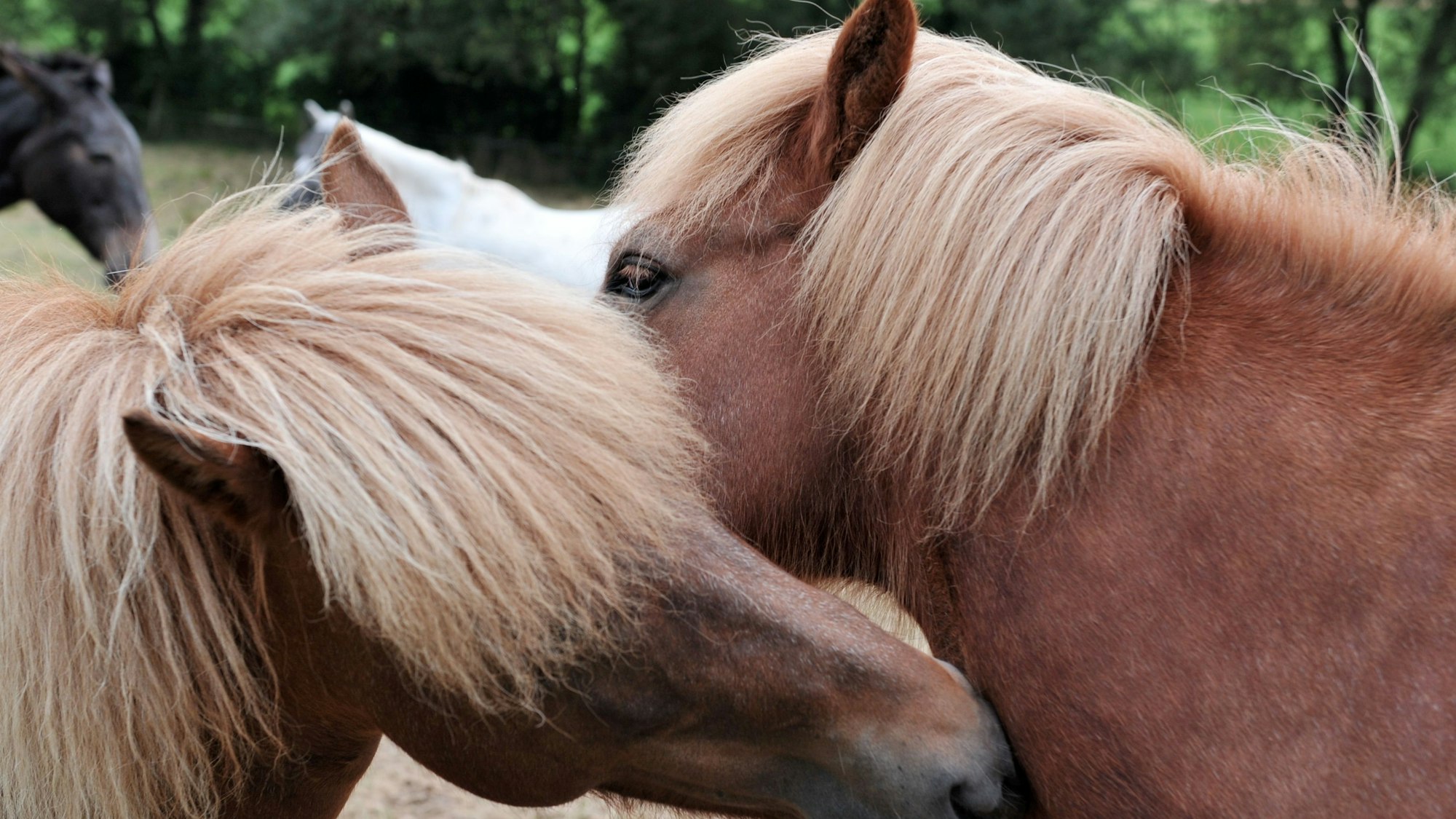 Zwei Island-Stuten beschnuppern sich am 24.08.2012 auf einer Pferdekoppel in der Nähe von Bad Homburg.