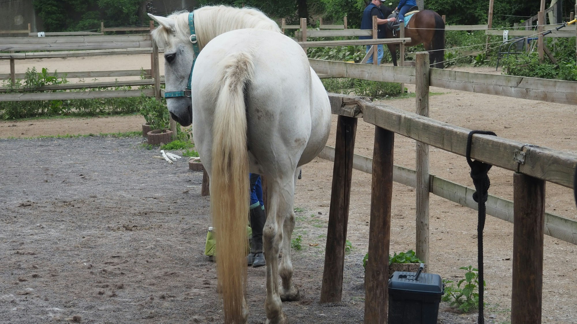 Ein Pferd ist angebunden, im Hintergrund wird Unterricht erteilt.