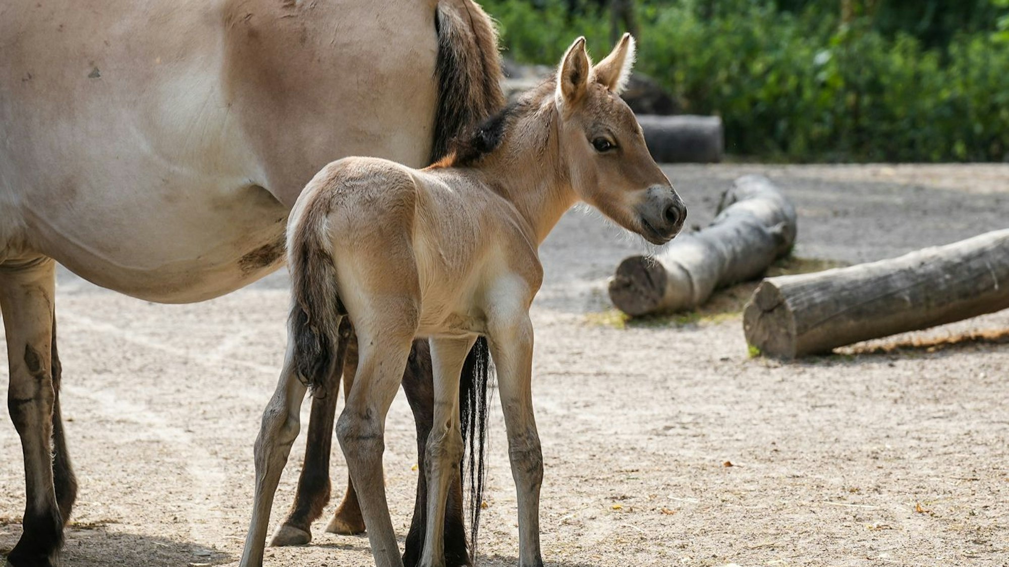 Auf dem Bild sieht man das neugeborene Przewalskifohlen im Gehege des Kölner Zoos.